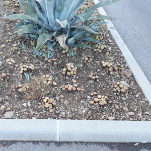 sempervivium 01