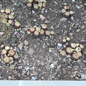 sempervivium 02