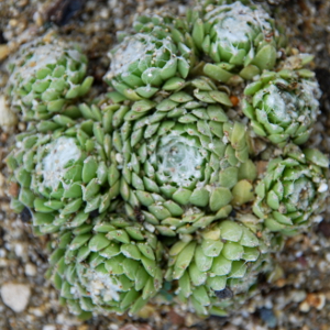 Sempervivum aracnoideum max, erbacea perenne