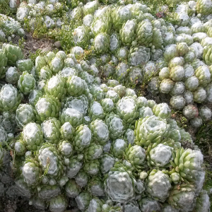 sempervivum aracnoideum max 02