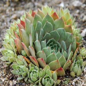 sempervivum big grey, erbacea perenne