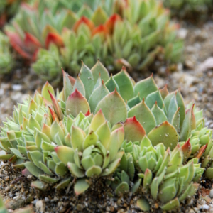 sempervivum big grey, erbacea perenne