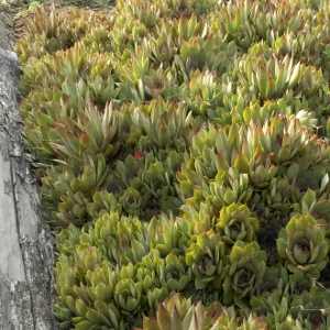 sempervivum big grey, erbacea perenne