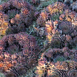 sempervivum big grey, erbacea perenne