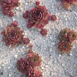 sempervivum big red da gairdino roccioso