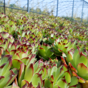 sempervivum big yelllow 05