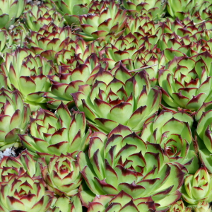 sempervivum big yelllow 06