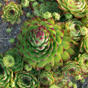 sempervivum big yellow, erbacea perenne