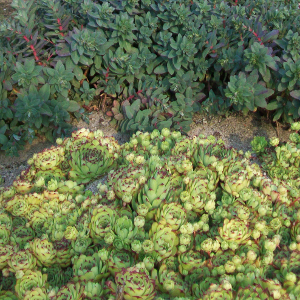 sempervivum big yellow, erbacea perenne