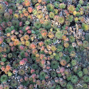 sempervivum big yellow, erbacea perenne