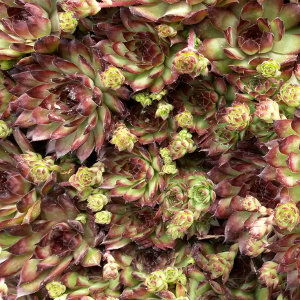 Sempervivum bronco, erbacea perenne