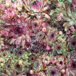 Sempervivum bronco, erbacea perenne