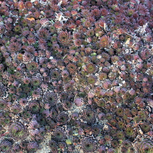 Sempervivum bronco, erbacea perenne