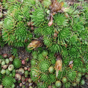 sempervivum jovibarba, erbacea perenne