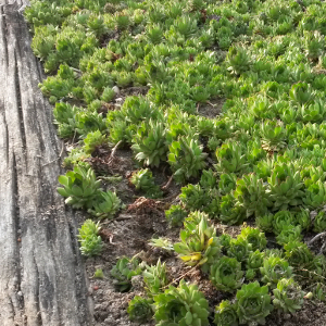 sempervivum little green, erbacea perenne