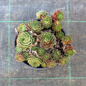 PPEV sempervivum rubin t12