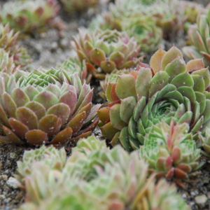 sempervivum rubin, erbacea perenne