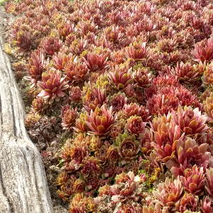 sempervivum rubin, erbacea perenne