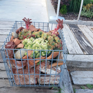 sempervivum rubin 04