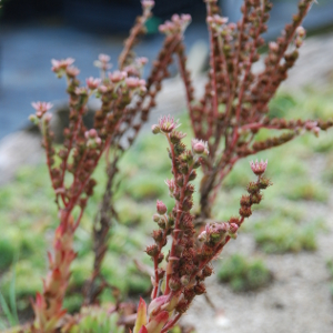 Sempervivum variegatum, erbacea perenne