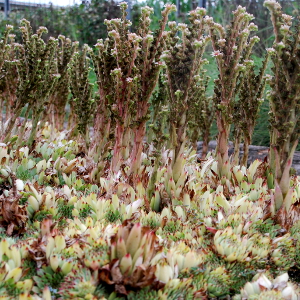 Sempervivum variegatum, erbacea perenne