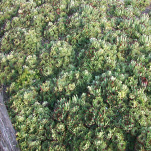 Sempervivum variegatum, erbacea perenne