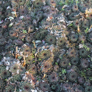 Sempervivum variegatum, erbacea perenne