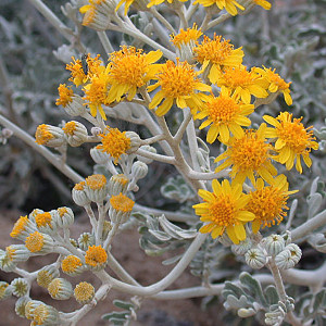 senecio cineraria, erbacea perenne