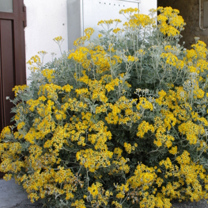 senecio cineraria 06