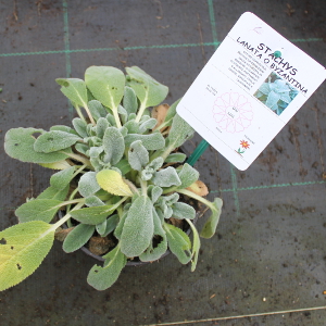 PPEV stachys lanata t12