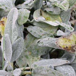 stachys lanata, erbacea perenne