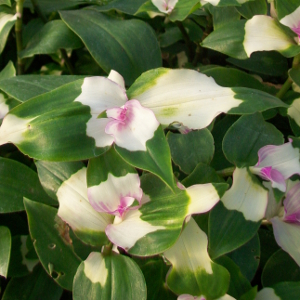 tradescantia andersoniana blushing bride, erbacea perenne