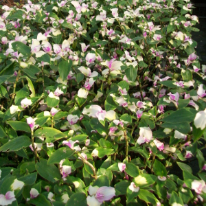 tradescantia andersoniana blushing bride, erbacea perenne