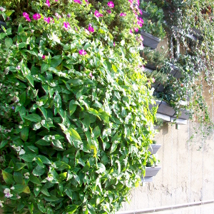 tradescantia andersoniana blushing bride, erbacea perenne