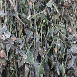 tradescantia andersoniana blushing bride, erbacea perenne