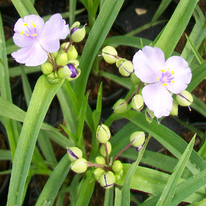 Tradescantia andersoniana little doll, erbacea perenne