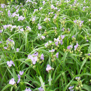 Tradescantia andersoniana little doll, erbacea perenne