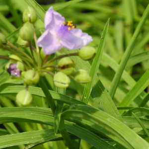 Tradescantia andersoniana little doll, erbacea perenne
