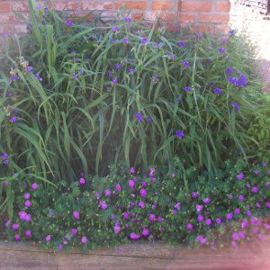 Tradescantia andersoniana little doll, erbacea perenne