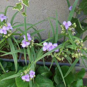 PPE tradescantia andersoniana little doll 06