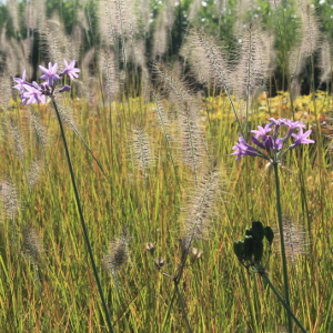 PPE tulbaghia violacea 02