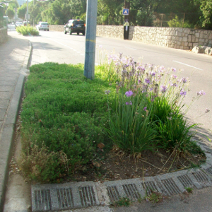 PPE tulbaghia violacea 03