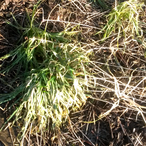 PPE tulbaghia violacea 04
