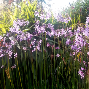 PPE tulbaghia violacea 05