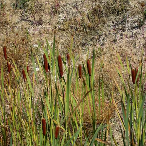 ypha latifolia - lisca maggiore - mazzasorda maggiore, erbacea perenne