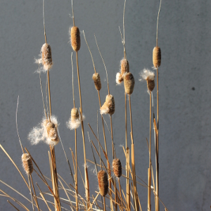 Typha minima - lisca minore - mazzasorda minore, erbacea perenne
