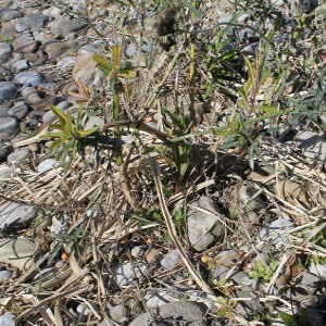 Verbena bonariensis, erbacea perenne