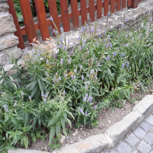 veronica spicata 01