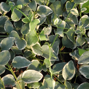 vinca major variegata, erbacea perenne