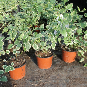 vinca major variegata, erbacea perenne